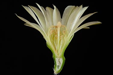 Gymnocalycium leanum ssp netrelianum